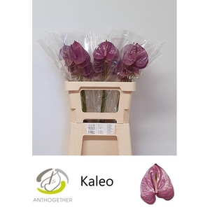 ANTH A KALEO