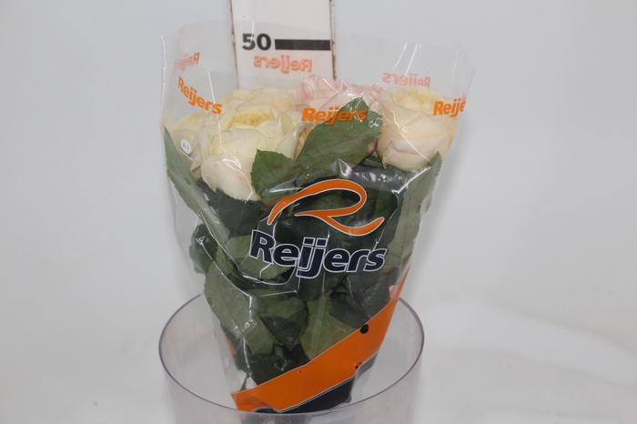 ROSA GARDEN LONDON BRIDGE 050 CM