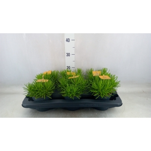 Senecio archeri 'Himalaya'