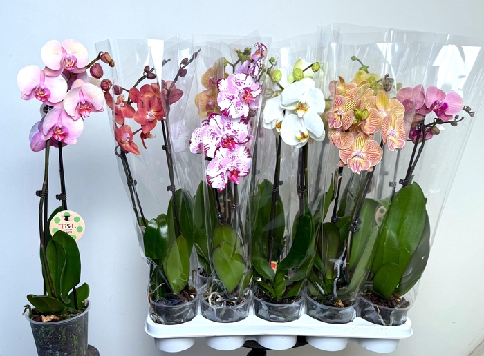 <h4>PHAL GEM 7 KL</h4>