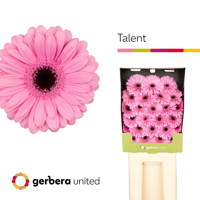 <h4>Germini Talent Diamond</h4>