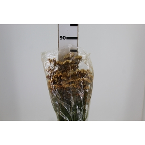 ACHILLEA 070 CM