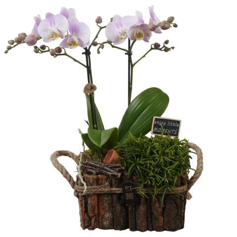 <h4>PTIB5282 Arrangementen kamerplanten</h4>