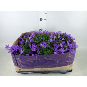 Campanula porten. 'Blueone'