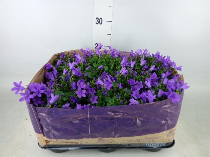 <h4>Campanula porten. 'Blueone'</h4>