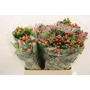 HYP MAG SEASONS