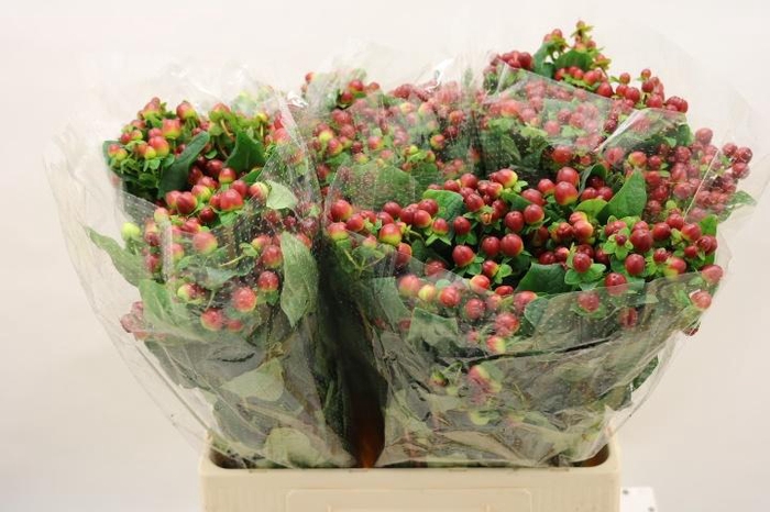 <h4>HYP MAG SEASONS</h4>