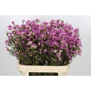 Chamelaucium Adi
