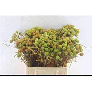 BERZ GALPINII KAAPS-BAUBLES