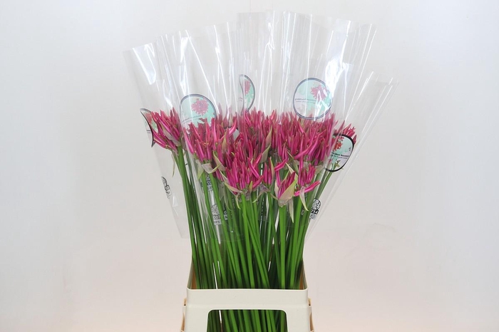 <h4>Nerine Favoriet</h4>