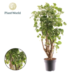 Polyscias Balfouriana vertakt