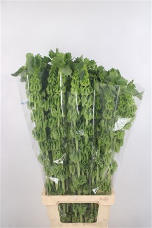 <h4>Moluccella Stuk</h4>