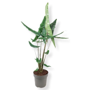 Alocasia   ...