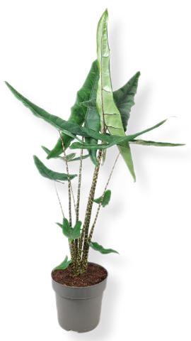 <h4>Alocasia ...</h4>