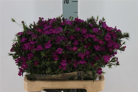 <h4>Di Barb Neon Purple Ex X50</h4>