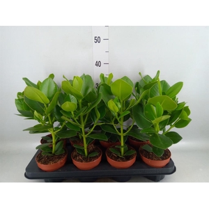 Clusia rosea 'Princess'