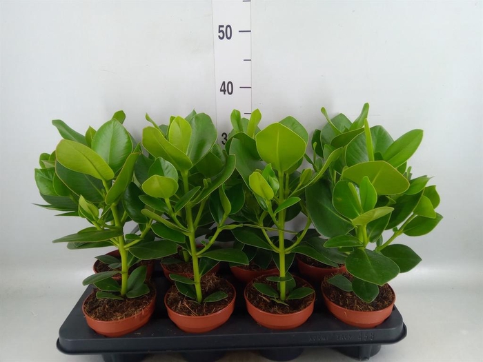 <h4>Clusia rosea 'Princess'</h4>