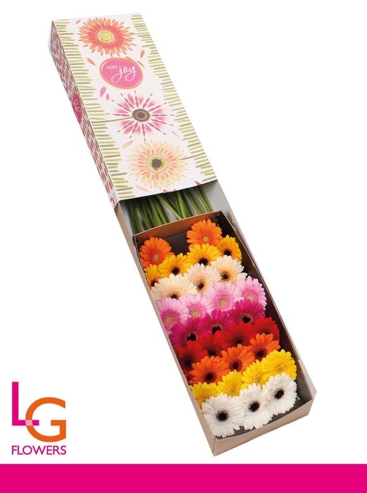 <h4>Germini Mix Doos</h4>