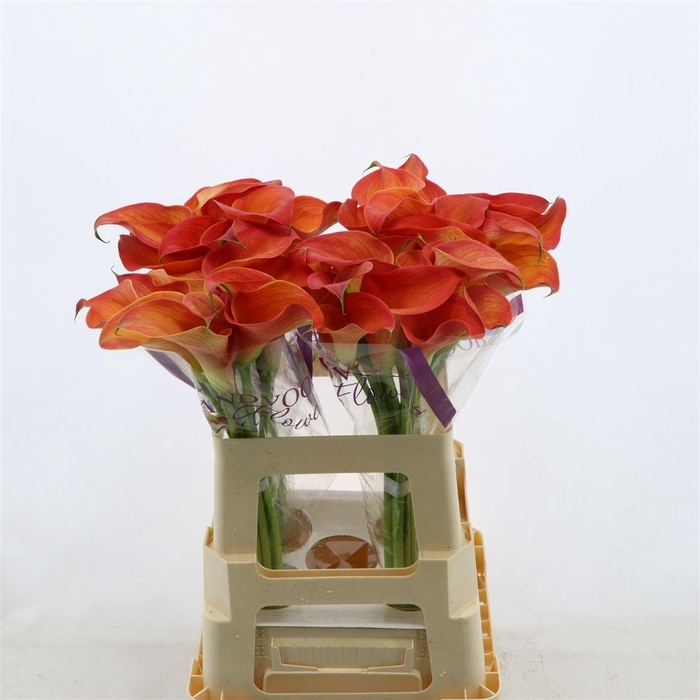 <h4>Calla Orange Pride | Dubbelbloemig</h4>