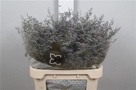 <h4>Lim Misty Blue</h4>