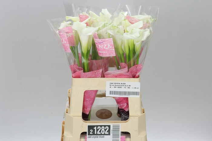 <h4>Zant Crystal Blush</h4>
