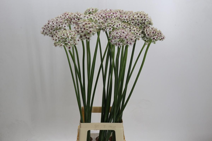 <h4>Allium Silverspring</h4>