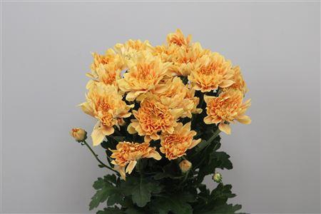 <h4>Chr T Kalimba Orange</h4>