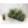 Carex gemengd