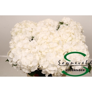 HYDR M CH WHI VERENA