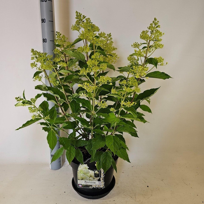 <h4>Hydrangea paniculata</h4>