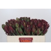 Leucadendron Senorita