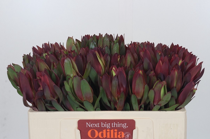 Leucadendron Senorita