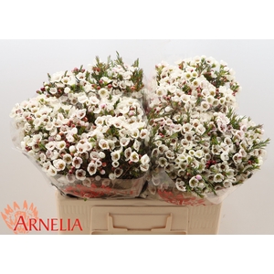 Chamelaucium Moonlight Delight