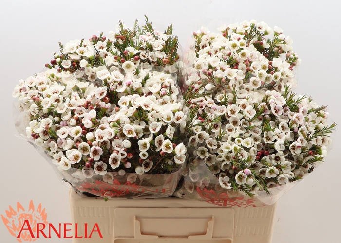 <h4>Chamelaucium Moonlight Delight</h4>