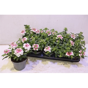 Verbena Pico Pink