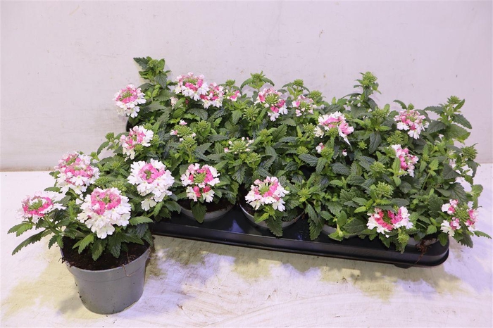 <h4>Verbena Pico Pink</h4>