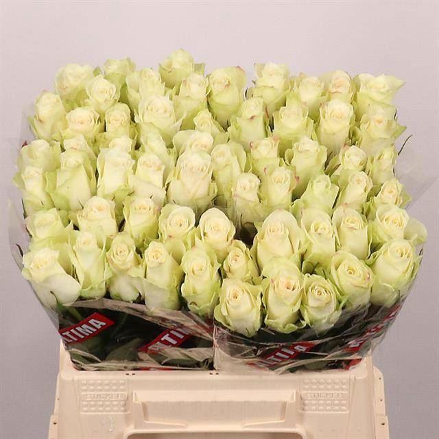 <h4>ROSA GR 'ATHENA'</h4>