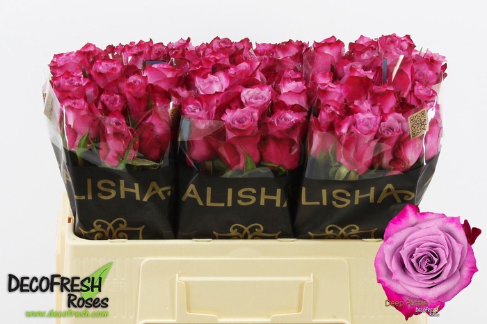 <h4>Rs gr Deep Purple</h4>