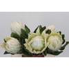 Protea Cyn. Ayoba Arctic Ice
