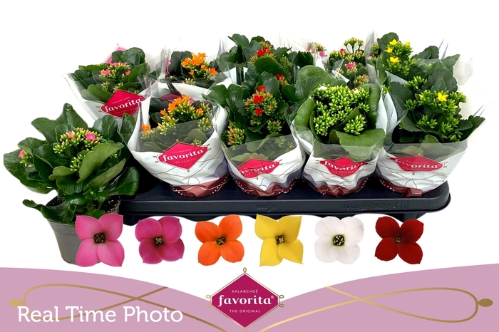 <h4>KAL EN GEM 6 KL</h4>