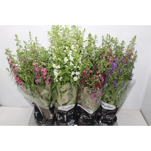 ANGELONIA P14 VARIADO