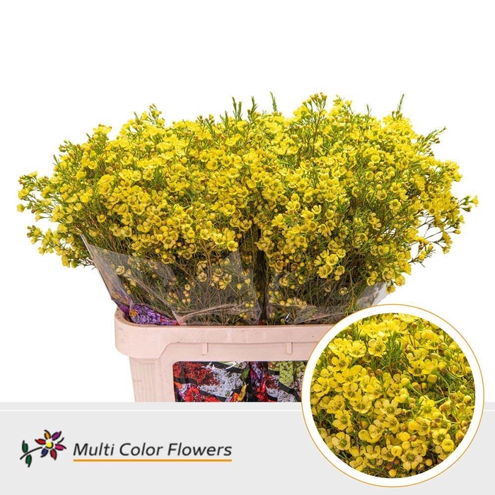 <h4>Chamelaucium Colored Wax YELLOW</h4>