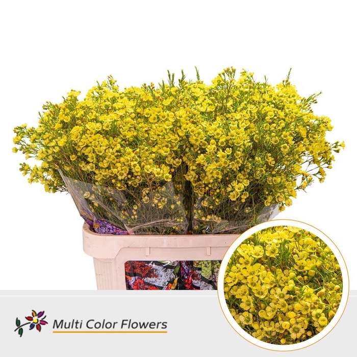 Chamelaucium DYED Yellow