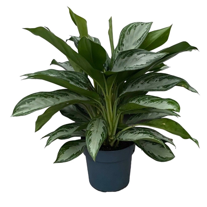 <h4>Aglaonema Silver Bay</h4>