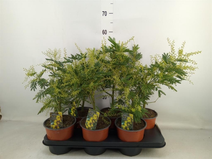 <h4>Mimosa pudica</h4>