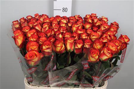 <h4>R Gr Firefox</h4>