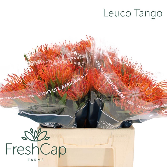 <h4>Leuco Tango</h4>