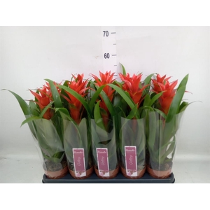 Guzmania  'Ostara'