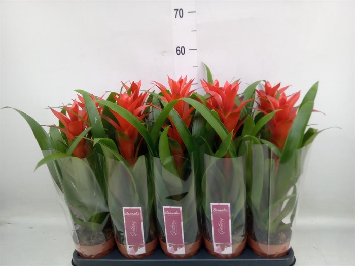 <h4>Guzmania  'Ostara'</h4>