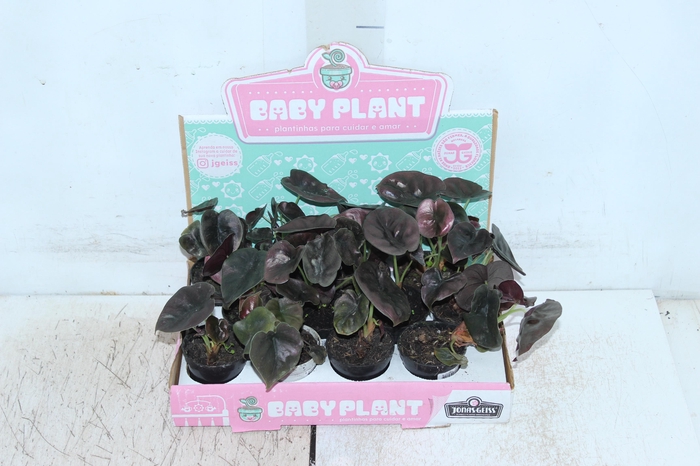 <h4>ALOCASIA P06</h4>